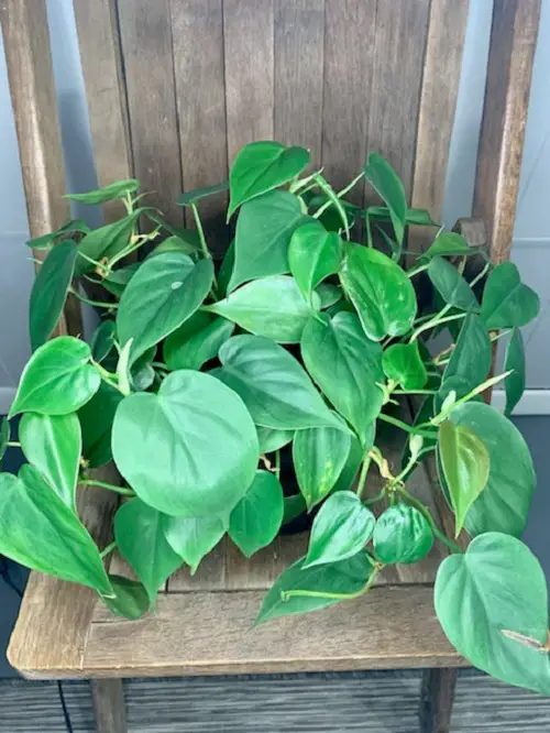 Best Spiller Filler Thriller Plants for Your Home 