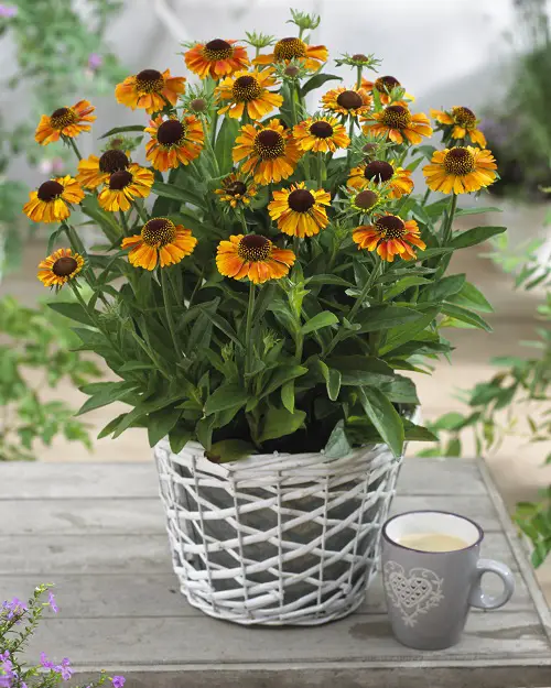 Bee-Attractive Plants 