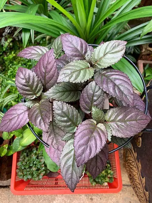 Best Spiller Filler Thriller Plants 