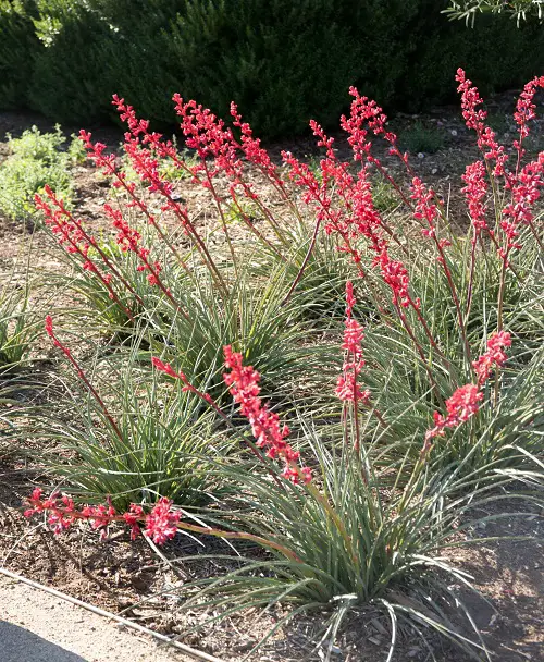 Different Types of Yucca Plant 1