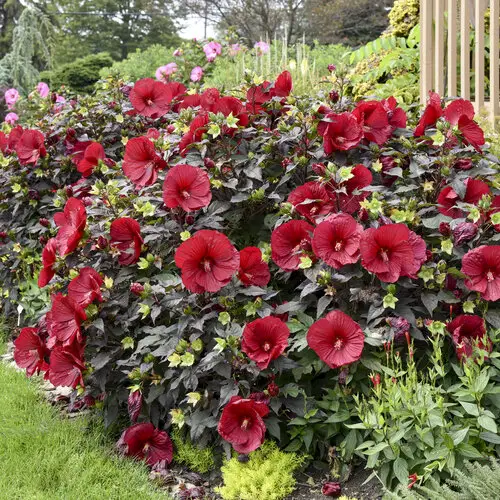 best  Perennial Flowers that Bloom All Summer