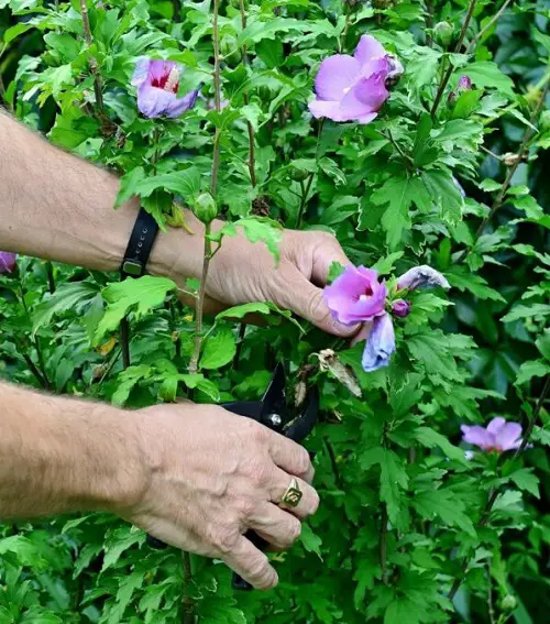 How to Keep Hibiscus Blooming 3