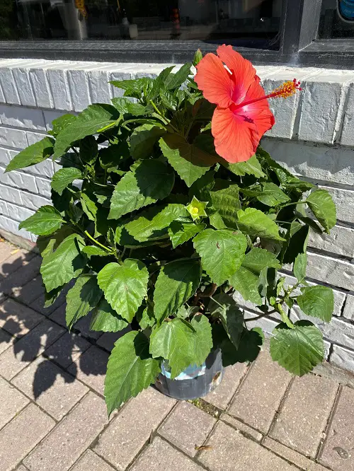 Hibiscus Flowering Tips 3