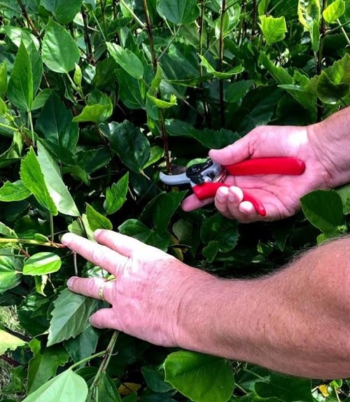 hibiscus Re-pot prune