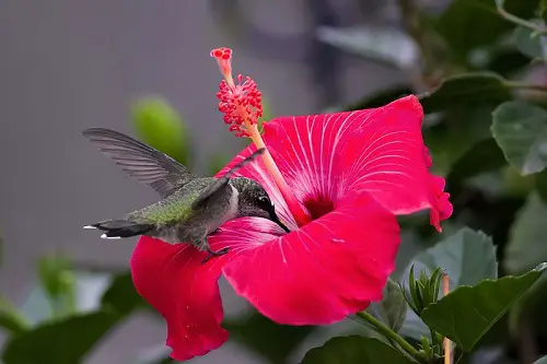 Recipes for Handmade Hummingbird Hibiscus  Nectar