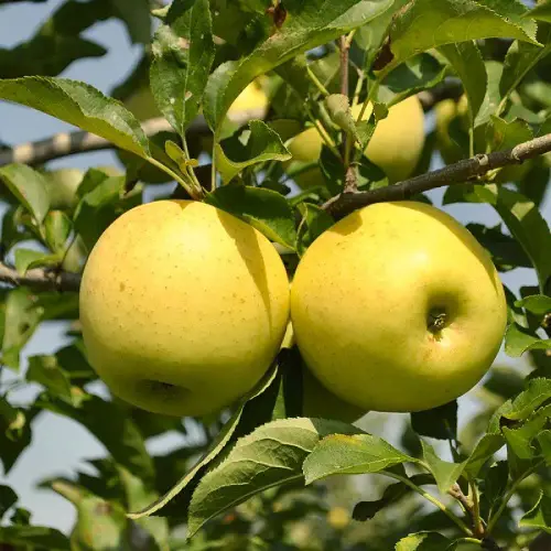 top Garden-variety apples that were green