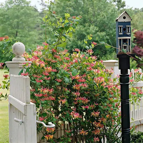 The Best Vegetables for Curb Appeal 