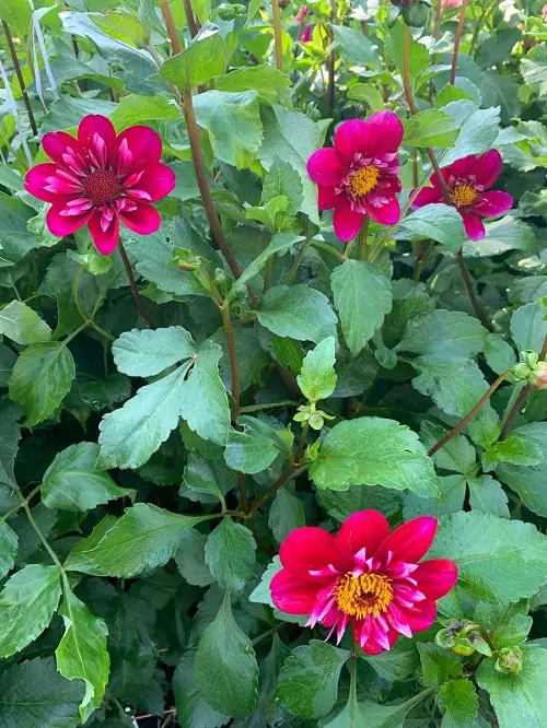 Top Varieties of Red Dahlias for the Garden
