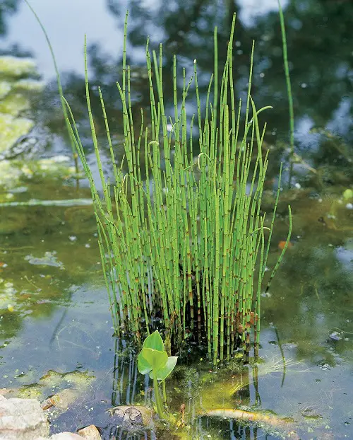 horsetail Plants for a Koi Pond
