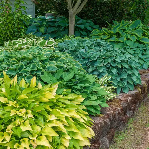 Successful Plants for a Tropical Edible Garden

