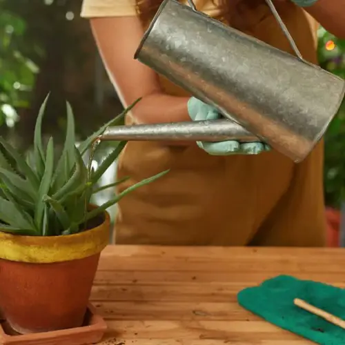 How to Water Aloe Vera from the Top
