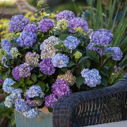 Summer Blooming Perennial Flowers