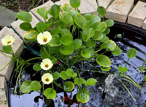 poppies Plants for a Koi Pond