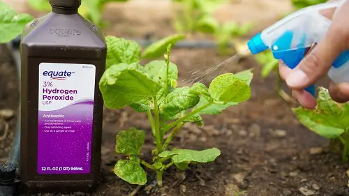 Hydrogen Peroxide Fungicide