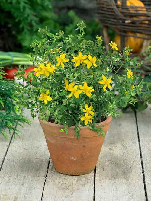 St. John's Wort plant in terracotta pot 