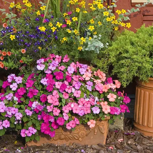 Best Spiller Filler Thriller Plants 