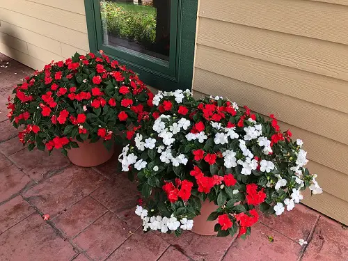 Outdoor Plants That Grow Without Sunlight shade place 1