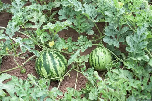 Best Seeds for Gardening 