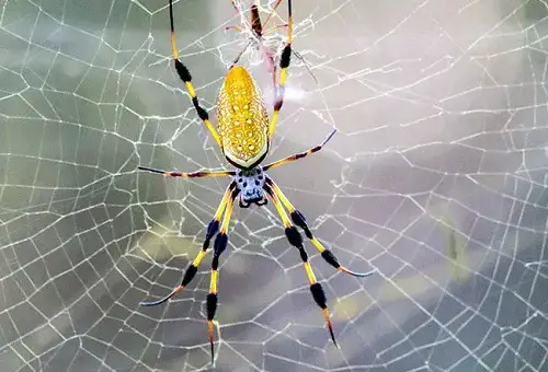Is Banana Spider Poisonous