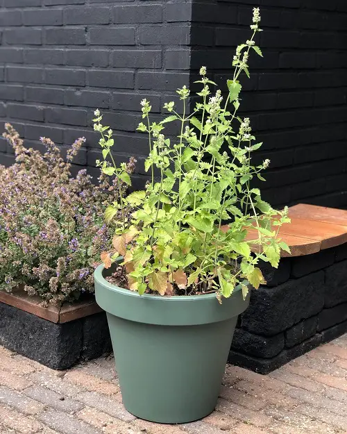 How to Treat White Spots on Catnip