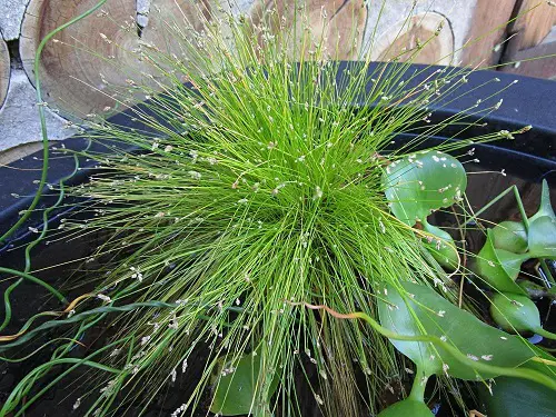 fibre grass Plants for a Koi Pond