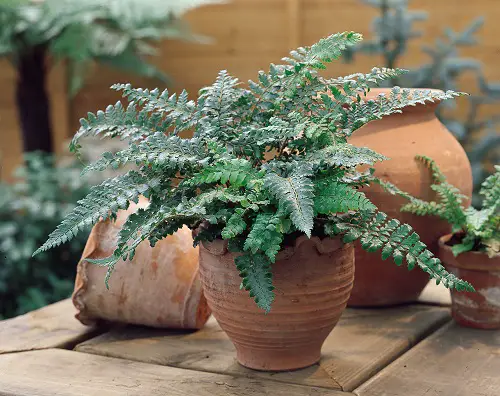 beautiful Vibrant Ferns That You Must Plant in the Garden