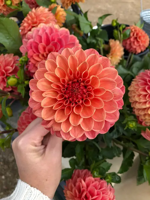 beautiful Top Red Dahlia Types for a Garden
