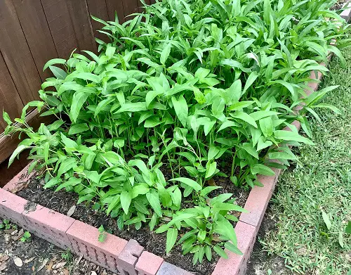 Plants to Grow in Your Tropical Edible Garden