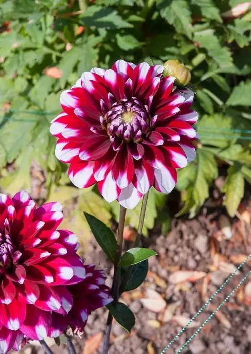 Amazing Top Varieties of Red Dahlias for the Garden
