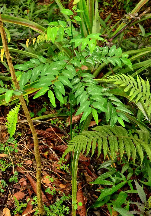 best Plants to Grow in Your Tropical Edible Garden
