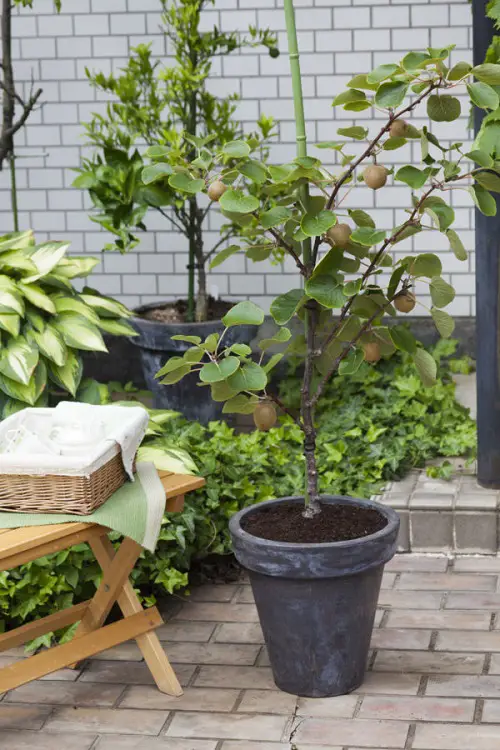 Amazing Fruits that Grow in Shade