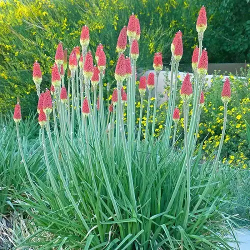 beautiful Summer Blooming Perennial Flowers