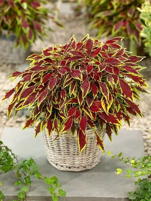 best Top Garden and Houseplant Filler Plants
