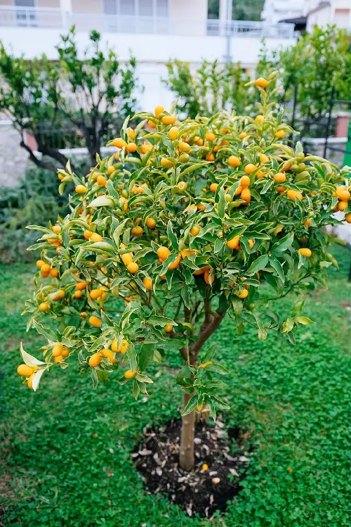 Amazing Plants for Your Tropical Edible Garden to Grow
