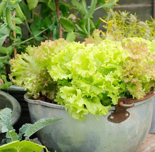 Edible Plants that Grow in Shade