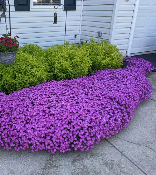 stunning purple ground cover plants 1
