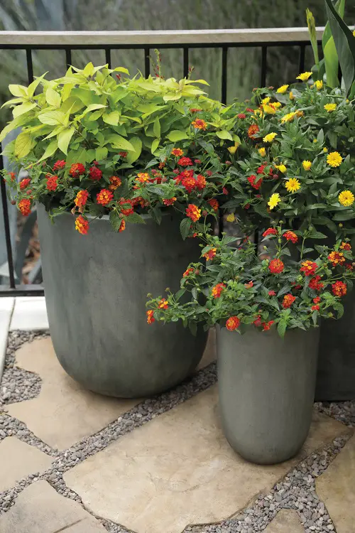 Best Plants for Fillers in Gardens and Homes
