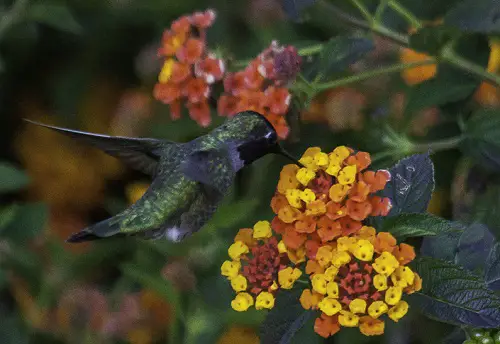 Plants That Attract Hummingbirds in Florida 
