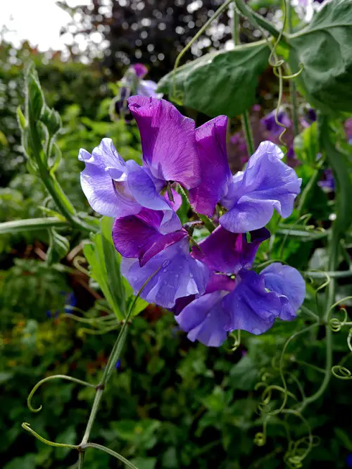 best Cutest Blue and Pink Flowers