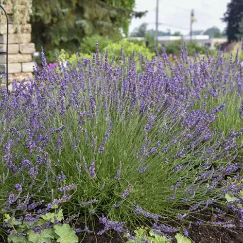 Best Perennial Lavender Varieties