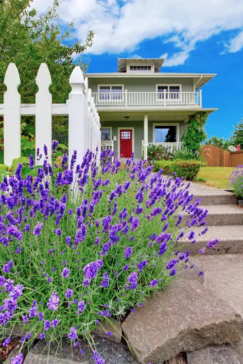 Lavender Flower