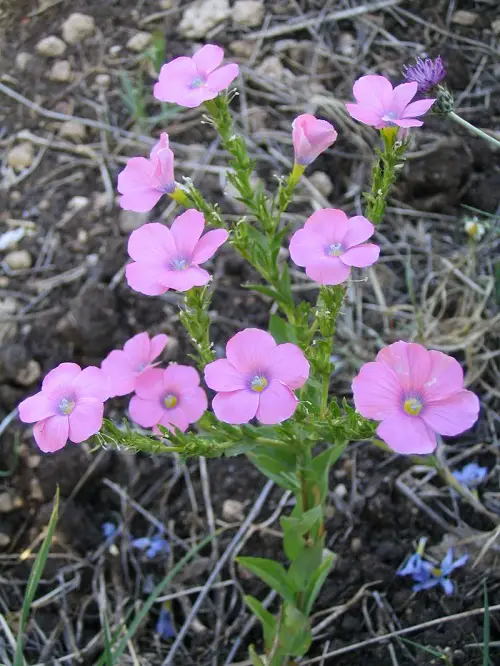 Pink and Blue Flowers in garden