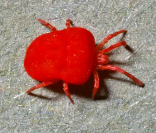 top Tiny Bugs In House Near Windows