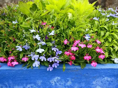 beautiful Best Pink and Blue Flowers