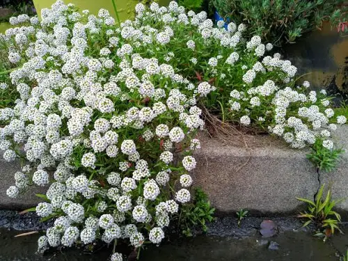 Beautiful White Fragrant Flowers on rock garden