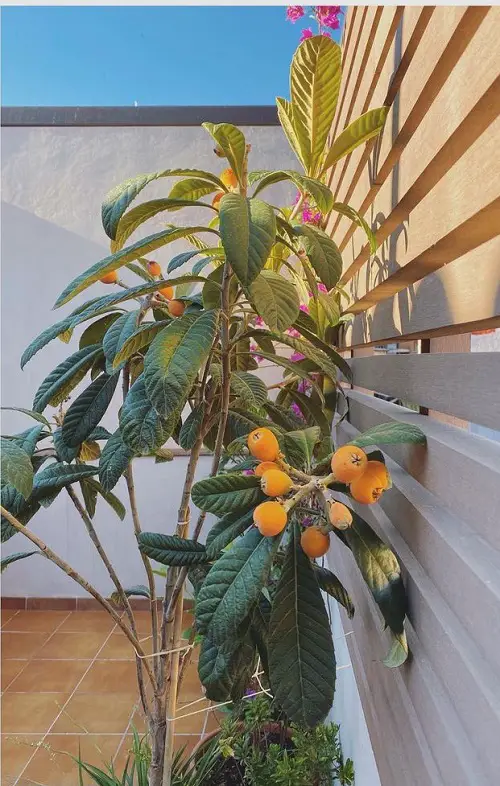 Fruits Grown in the Shadows indoor