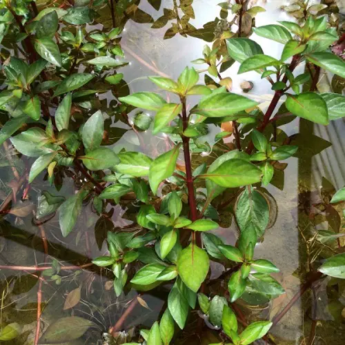 water purslane Plants for a Koi Pond 