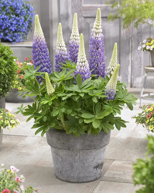 top Magnificent Purple and Blue Flowers