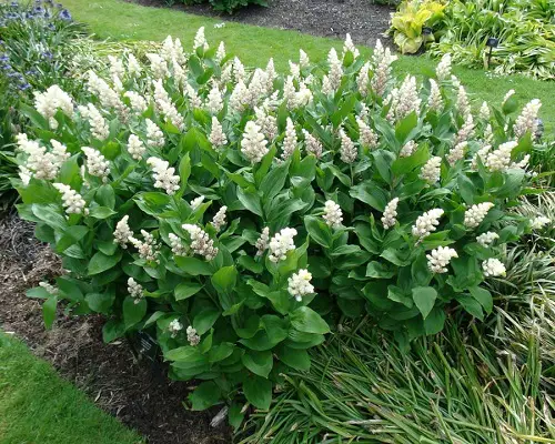 Sunlight-Independent Outdoor Plants in yard