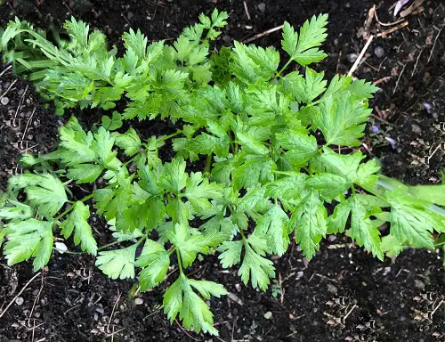best Unsuitable Plants to Grow Near Garlic
